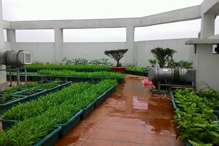 Vườn rau thùng xốp