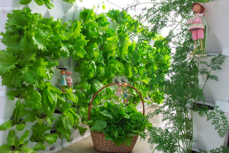 Vườn rau treo tường