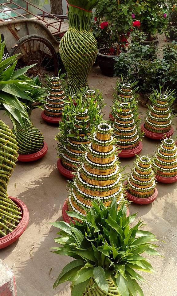 Cây cảnh đẹp mắt