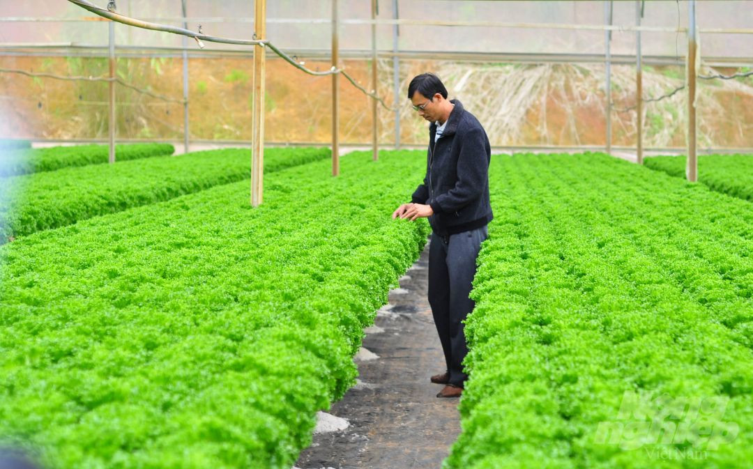 Chiến lược quảng bá cho rau mầm