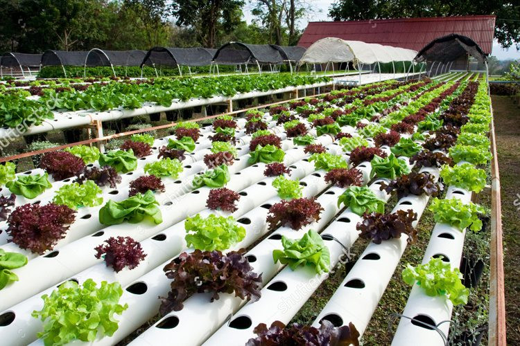Bỏ nghề đạo diễn sang kinh doanh rau sạch kiếm 198 triệu mỗi tháng