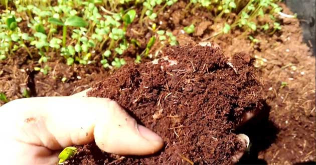 Quy trình trồng rau mầm đúng cách