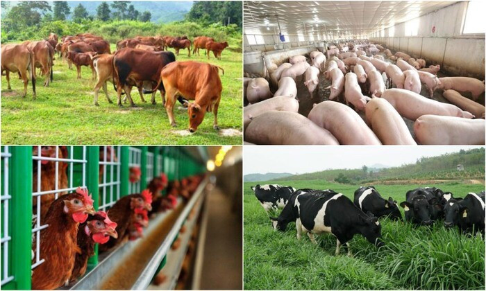 20+ cách làm giàu ở nông thôn thu lợi nhuận cao nhất hiện nay