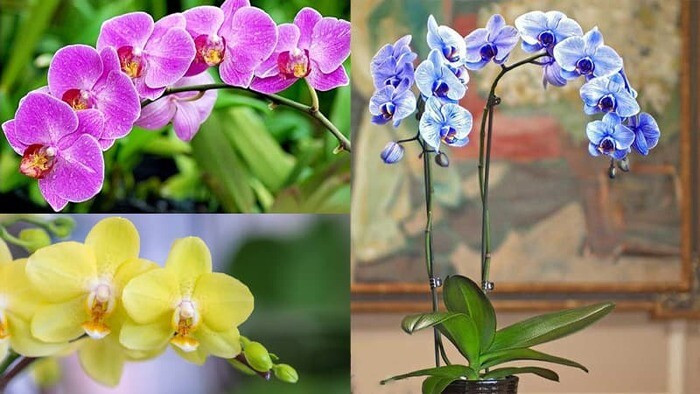 Mẫu STT, caption bán hoa Tết hay, đảm bảo chốt đơn mỏi tay