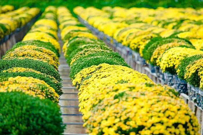 Mẫu STT, caption bán hoa Tết hay, đảm bảo chốt đơn mỏi tay