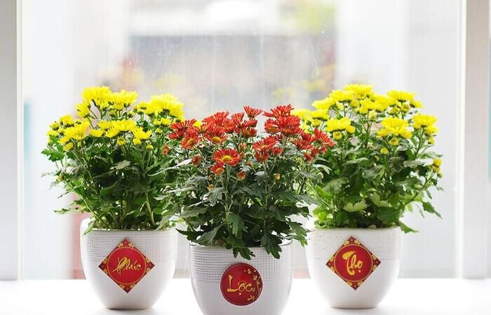 Mẫu STT, caption bán hoa Tết hay, đảm bảo chốt đơn mỏi tay