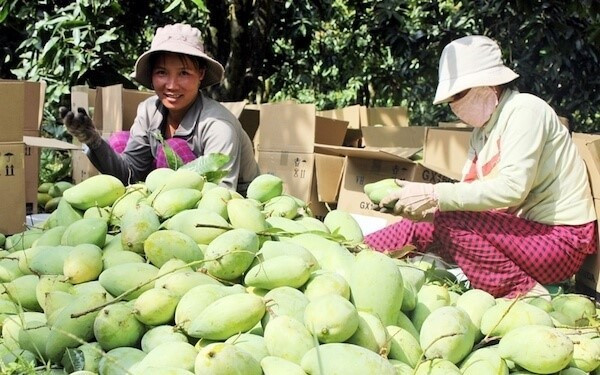 Top 10 địa chỉ cung cấp trái cây sỉ tươi ngon, giá tốt nhất hiện nay