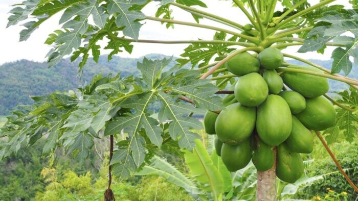 Top 15 cây trồng ngắn ngày siêu lợi nhuận phổ biến nhất hiện nay