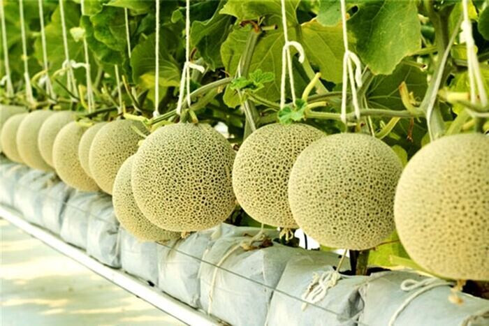 Top 15 cây trồng ngắn ngày siêu lợi nhuận phổ biến nhất hiện nay