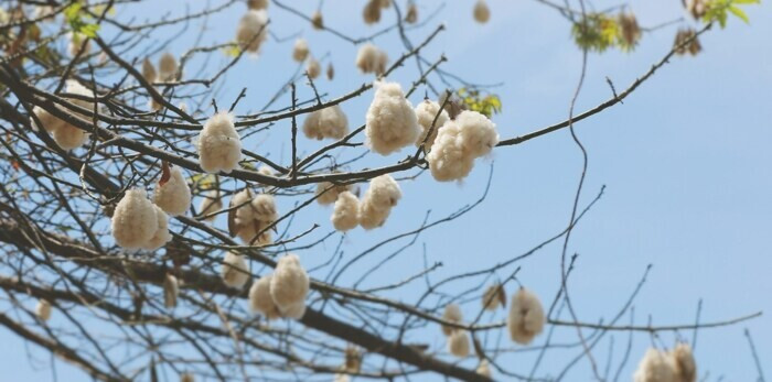 Top 15 cây trồng ngắn ngày siêu lợi nhuận phổ biến nhất hiện nay