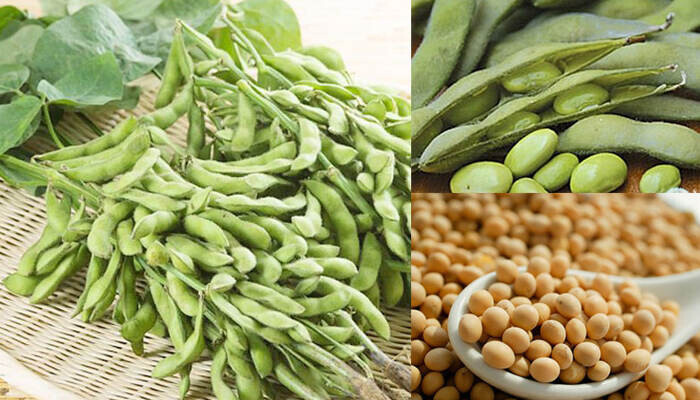 Top 15 cây trồng ngắn ngày siêu lợi nhuận phổ biến nhất hiện nay