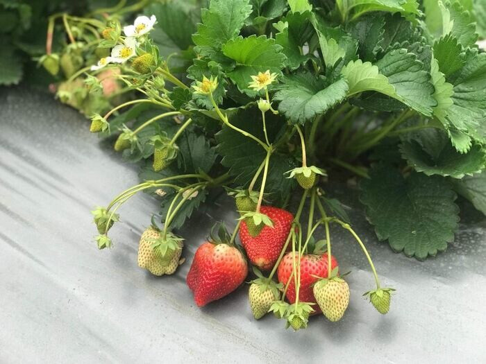 Top 15 cây trồng ngắn ngày siêu lợi nhuận phổ biến nhất hiện nay