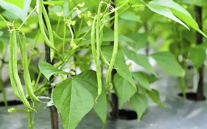 Top 15 cây trồng ngắn ngày siêu lợi nhuận phổ biến nhất hiện nay