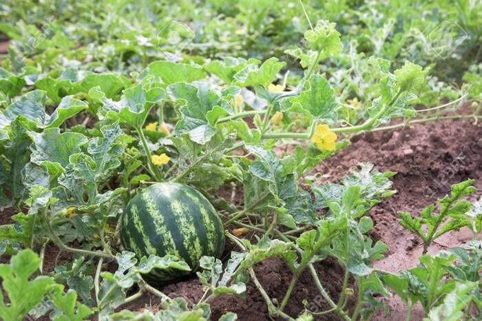 Top 15 cây trồng ngắn ngày siêu lợi nhuận phổ biến nhất hiện nay