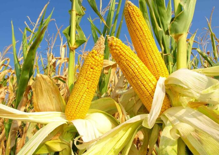 Top 15 cây trồng ngắn ngày siêu lợi nhuận phổ biến nhất hiện nay