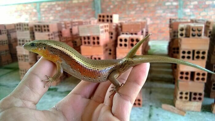 Top 17 vật nuôi siêu lợi nhuận, có giá trị kinh tế cao ở Việt Nam 