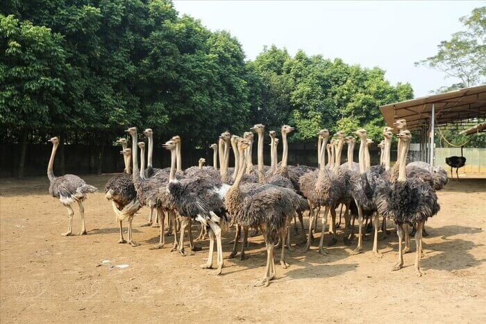 Top 17 vật nuôi siêu lợi nhuận, có giá trị kinh tế cao ở Việt Nam 