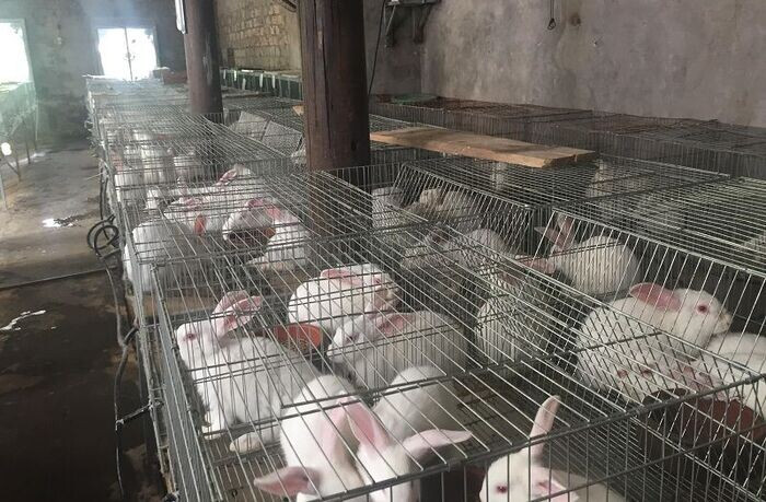 Top 17 vật nuôi siêu lợi nhuận, có giá trị kinh tế cao ở Việt Nam 