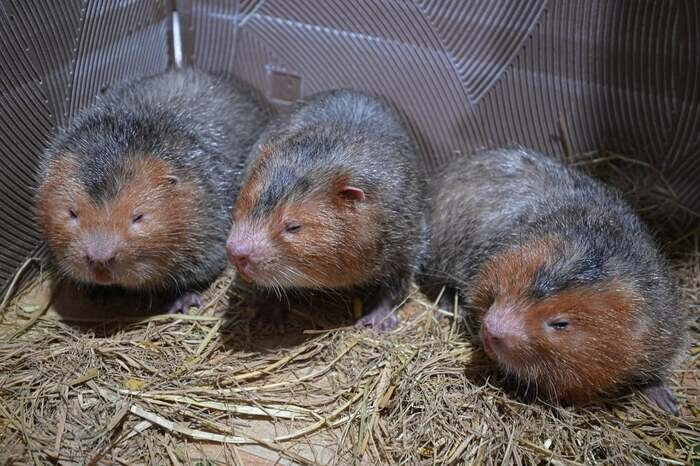 Top 17 vật nuôi siêu lợi nhuận, có giá trị kinh tế cao ở Việt Nam 