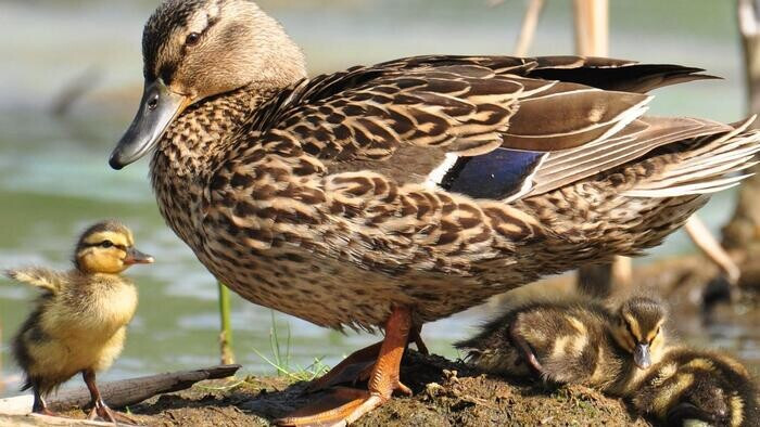 Top 17 vật nuôi siêu lợi nhuận, có giá trị kinh tế cao ở Việt Nam 