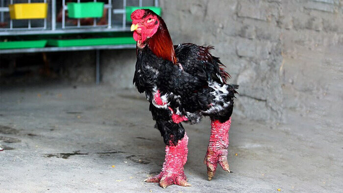 Top 17 vật nuôi siêu lợi nhuận, có giá trị kinh tế cao ở Việt Nam 