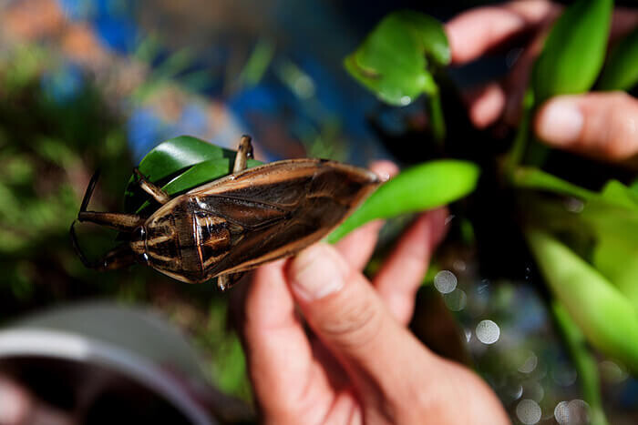 Top 17 vật nuôi siêu lợi nhuận, có giá trị kinh tế cao ở Việt Nam 