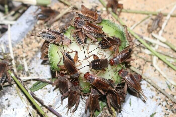 Top 17 vật nuôi siêu lợi nhuận, có giá trị kinh tế cao ở Việt Nam 