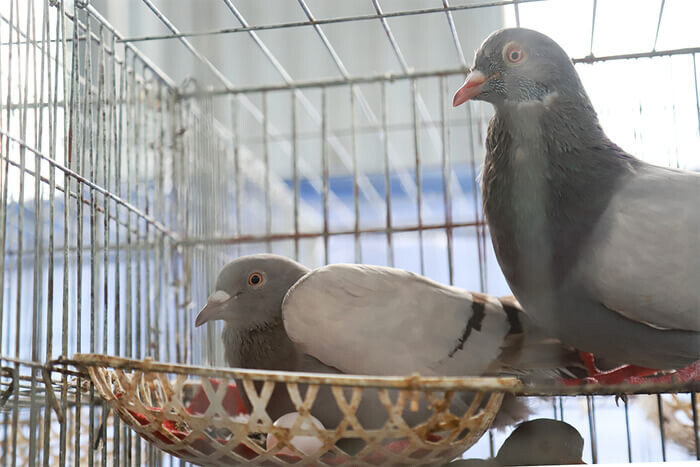 Top 17 vật nuôi siêu lợi nhuận, có giá trị kinh tế cao ở Việt Nam 