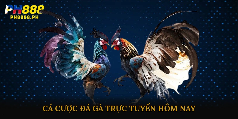Đá gà trực tuyến nhiều trận hôm nay