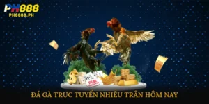 Đá gà trực tuyến nhiều trận hôm nay