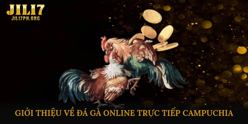 Đá gà online trực tiếp campuchia