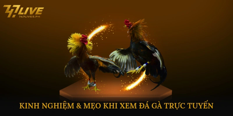 Trực Tiếp Đá Gà Online Nhanh – Link Xem &#038; Kinh Nghiệm 2025