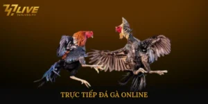 Trực tiếp đá gà online nhanh