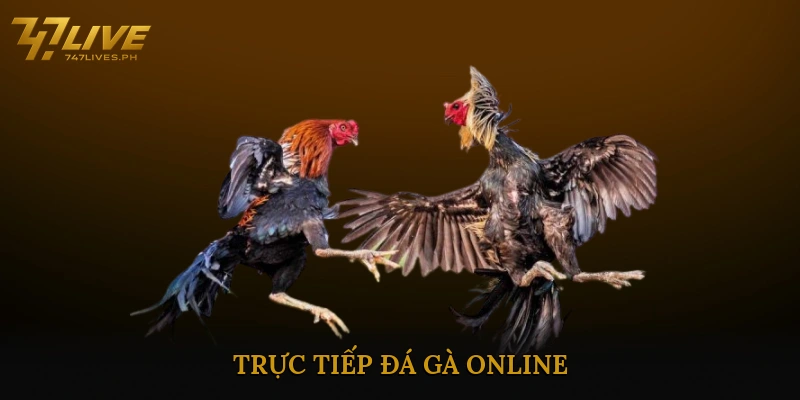 Trực tiếp đá gà online nhanh